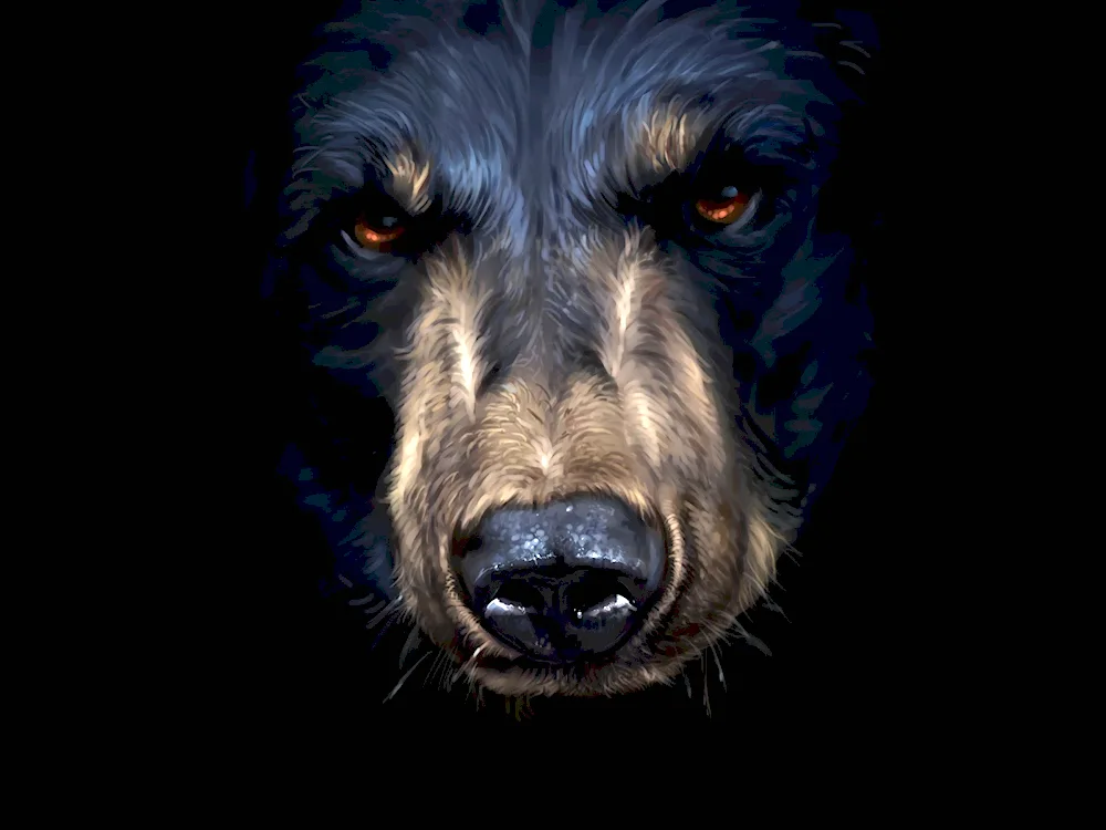 Bear wallpaper