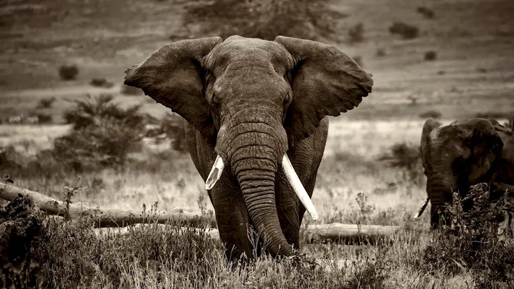 African bush elephant