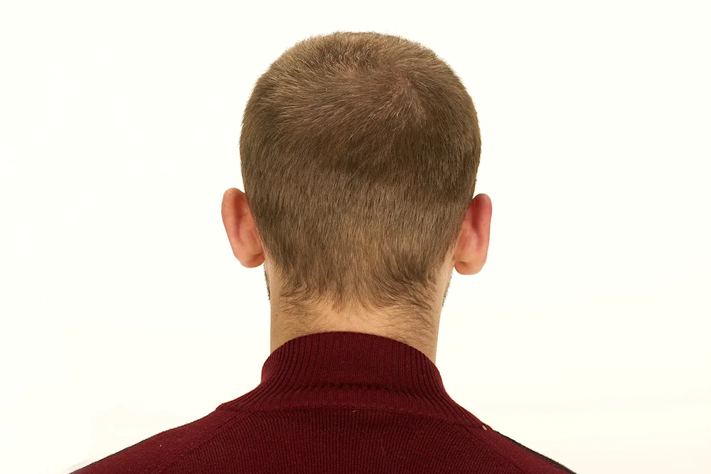 Neck