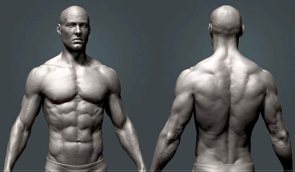 Spine. human back reference