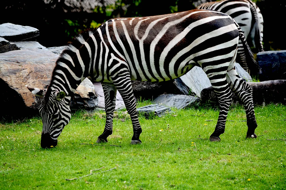 Zebra