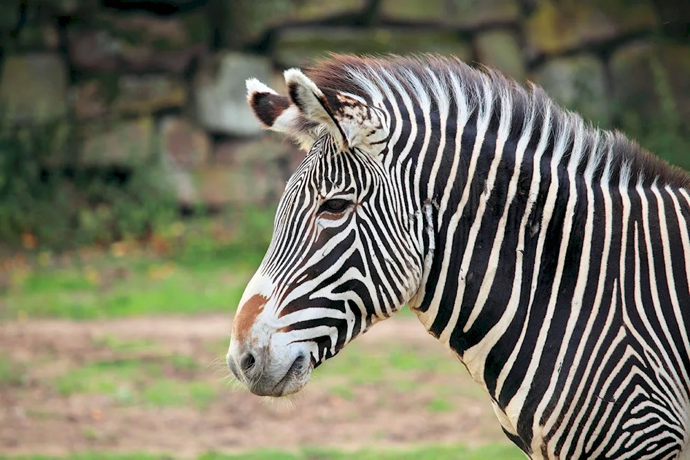 Albino zebra