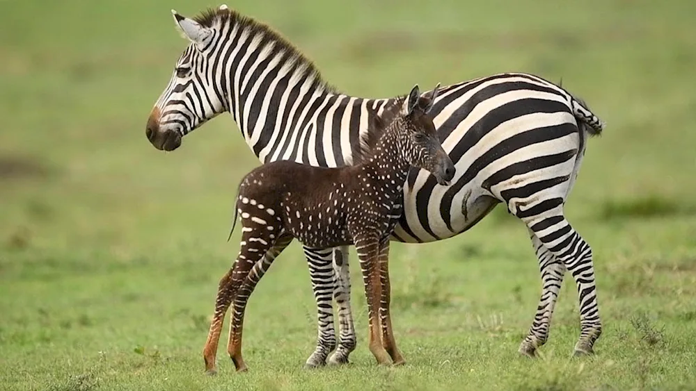 Zebra Grevy