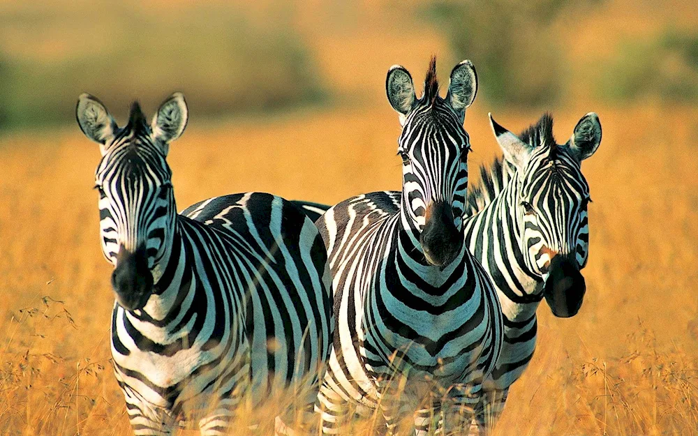 Zebra is a herbivorous animal