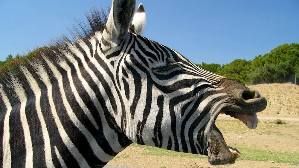 Zebra herbivore animal