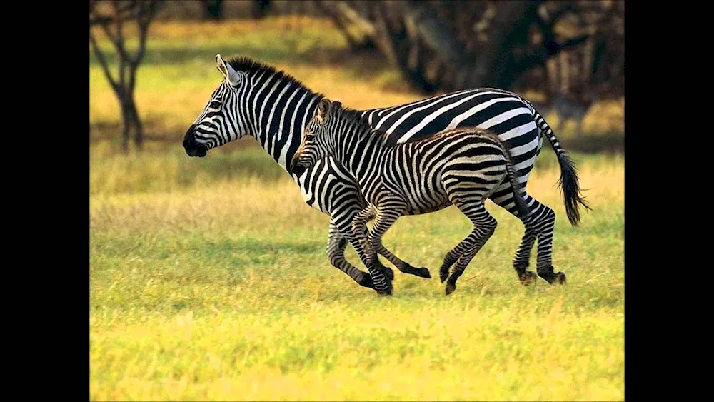 Zebra in Australia