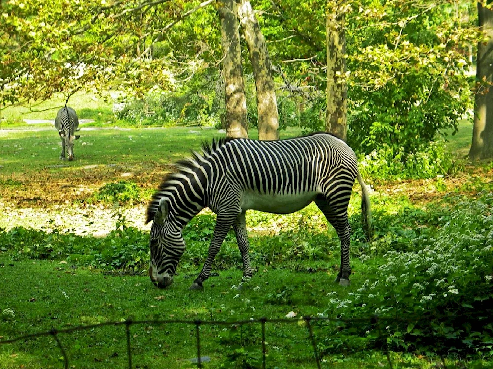 Lion standing in the zoo