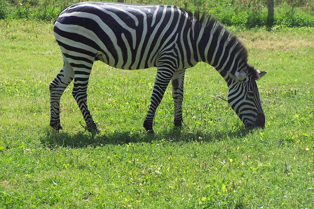 Zebroid mammalian hybrids