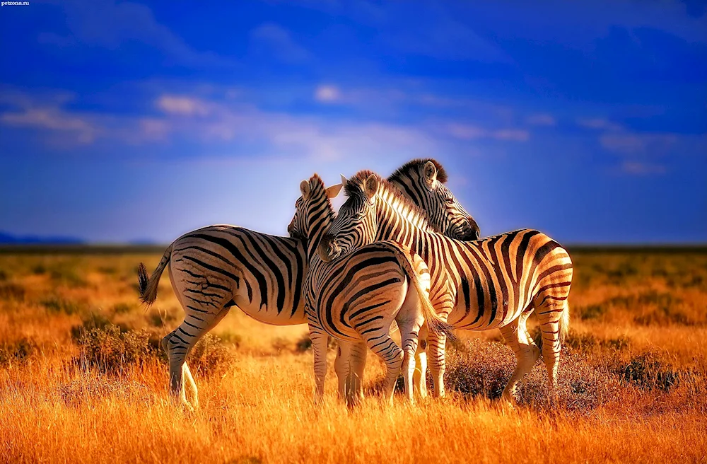 Zebra in the savannah