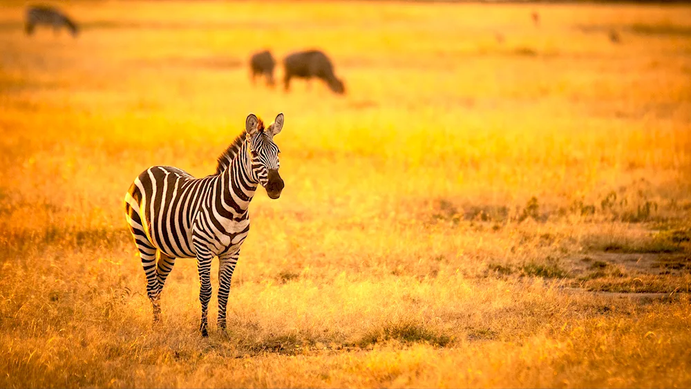 Zebra in the savannah