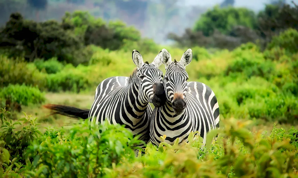 Zebras in the savannah