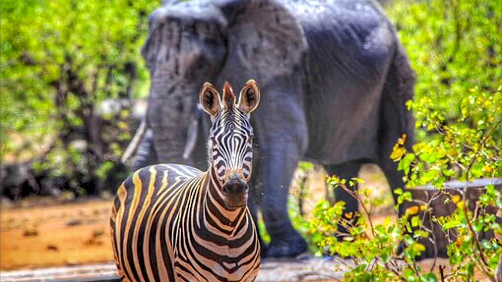 Zebras in the savannah