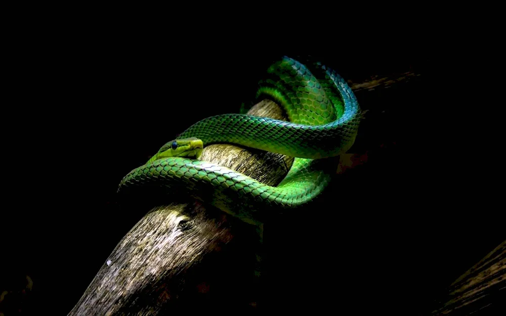 Green tree viper