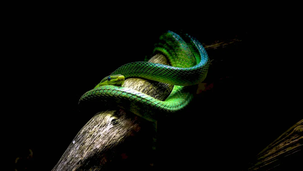 Green tree viper