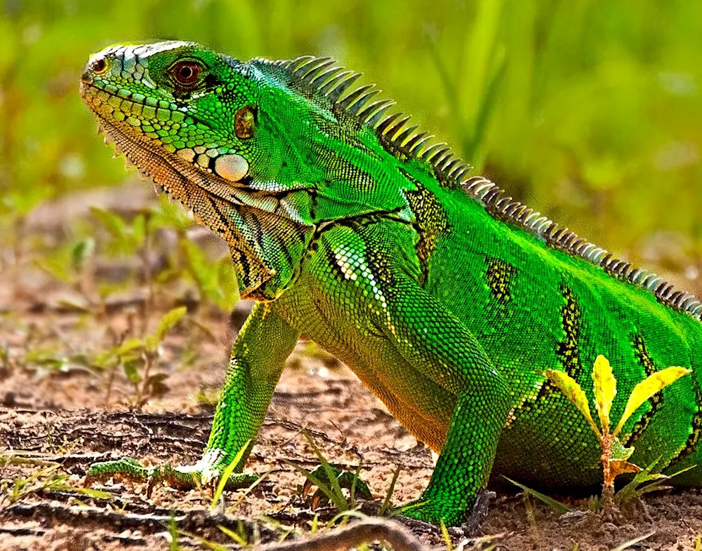 Green anolis lizard