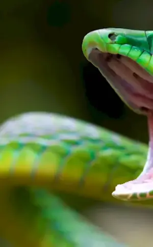 Green Kufia