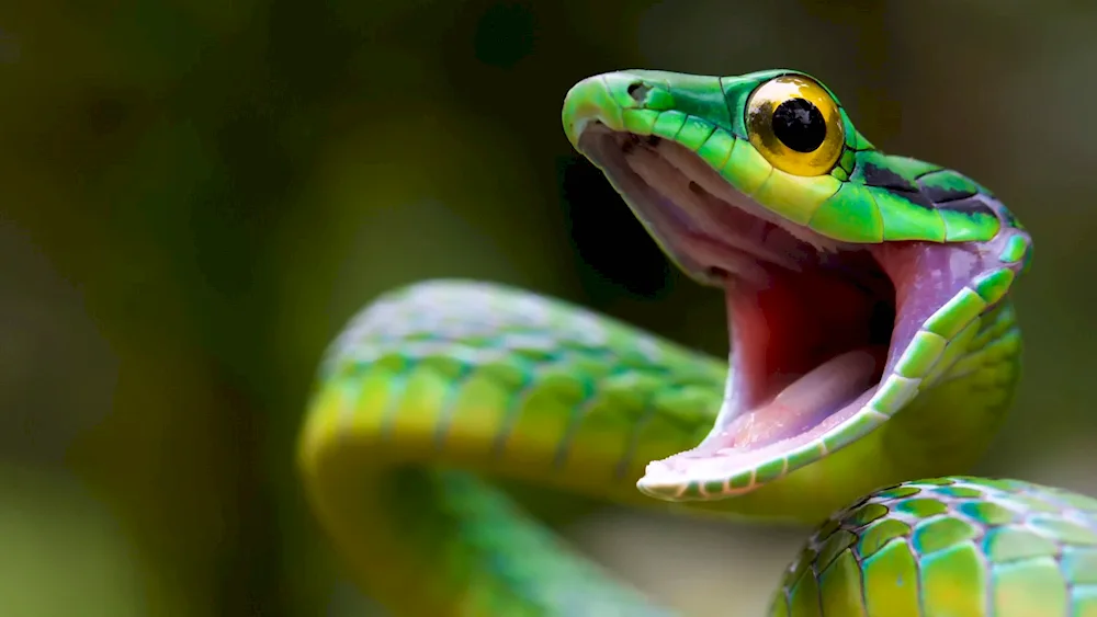 Green Kufia