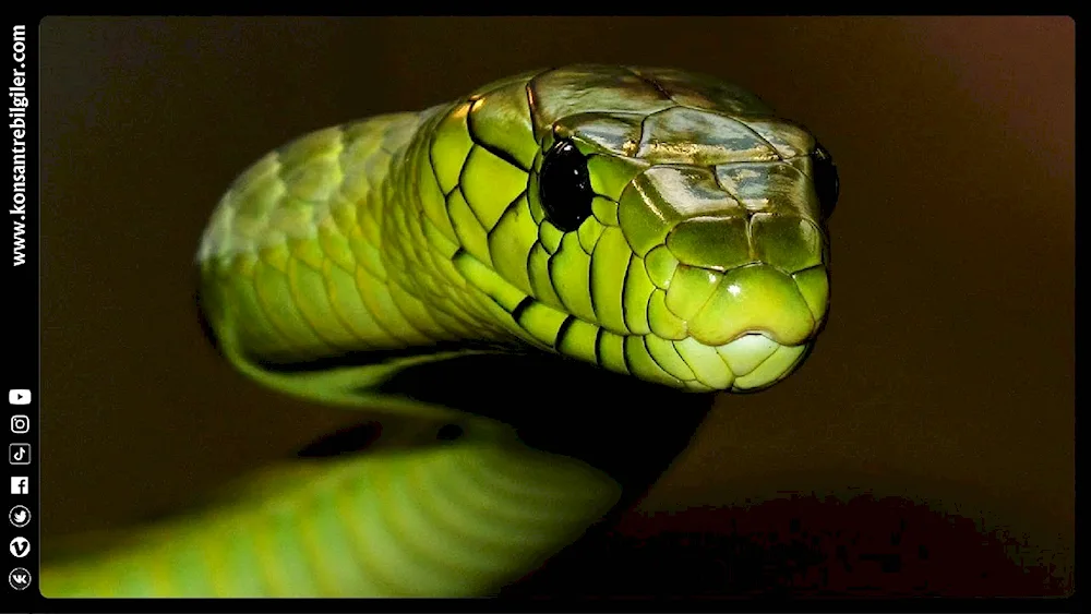 Green Koufia