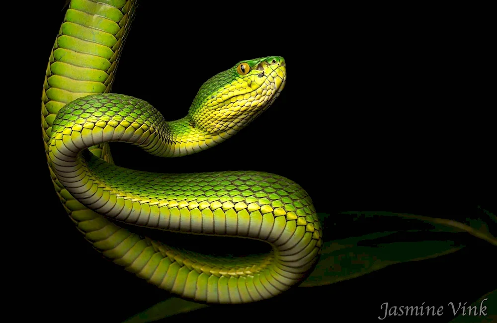 King Cobra green