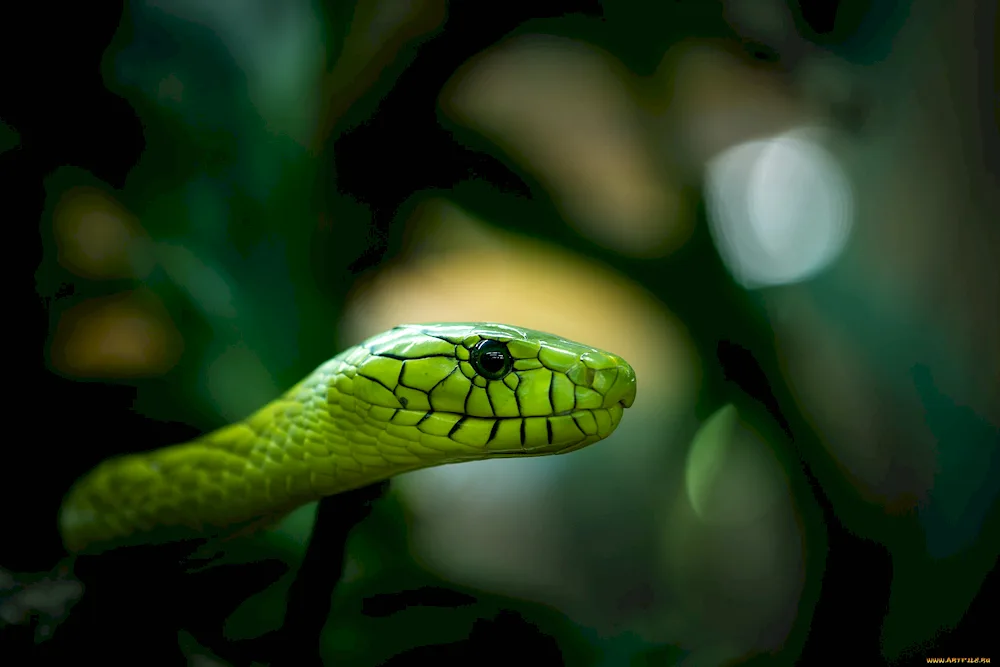 Green mamba snake