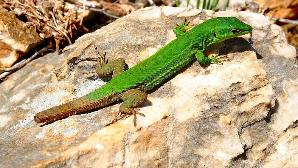 Felzuma madagascarana