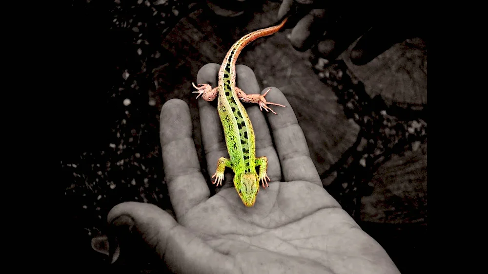 Common Triturus vulgaris