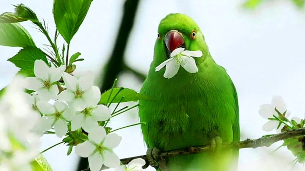 Indian collared parrot