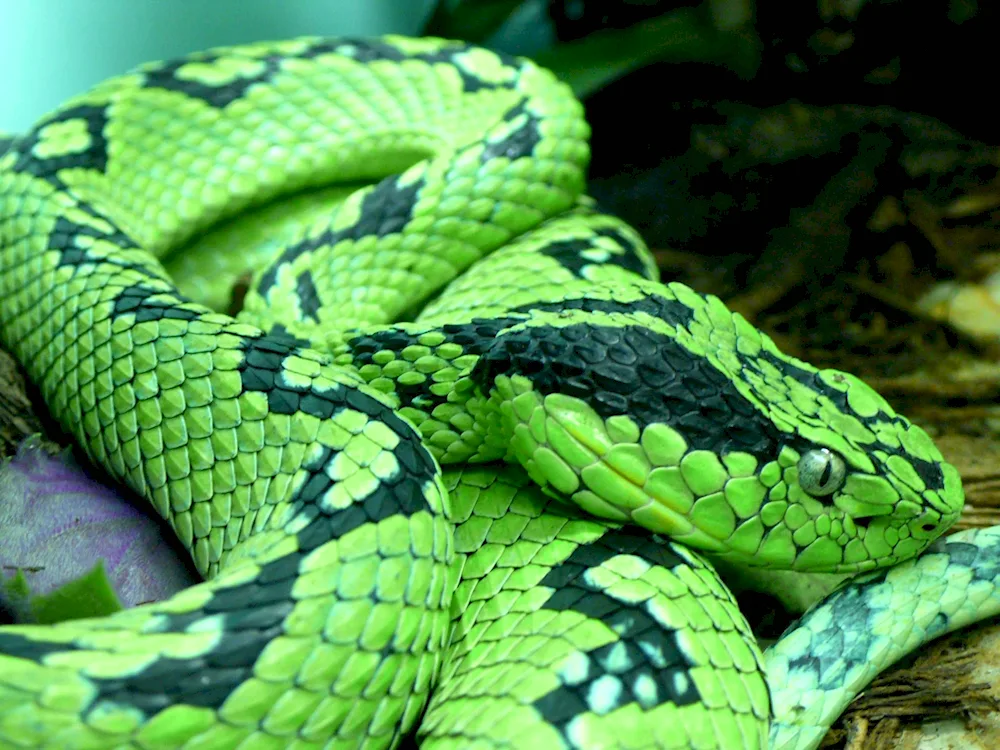 Green mamba venomous snake