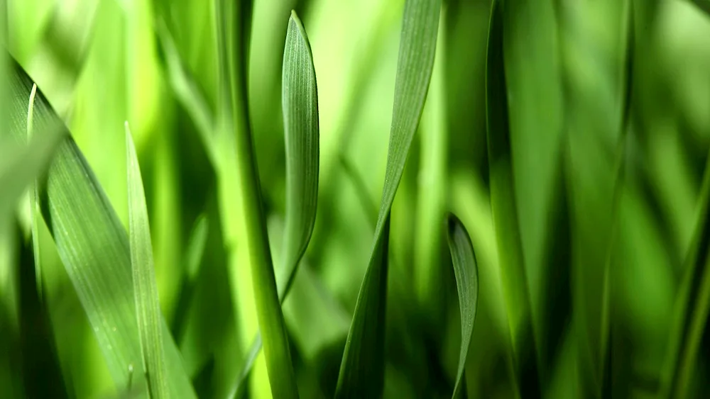 Green blue Sedge