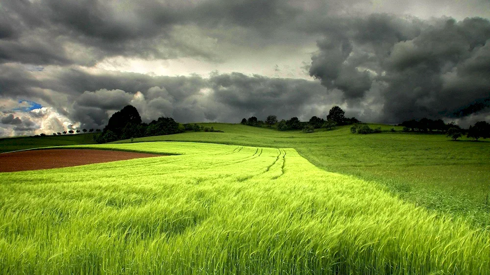 Green field