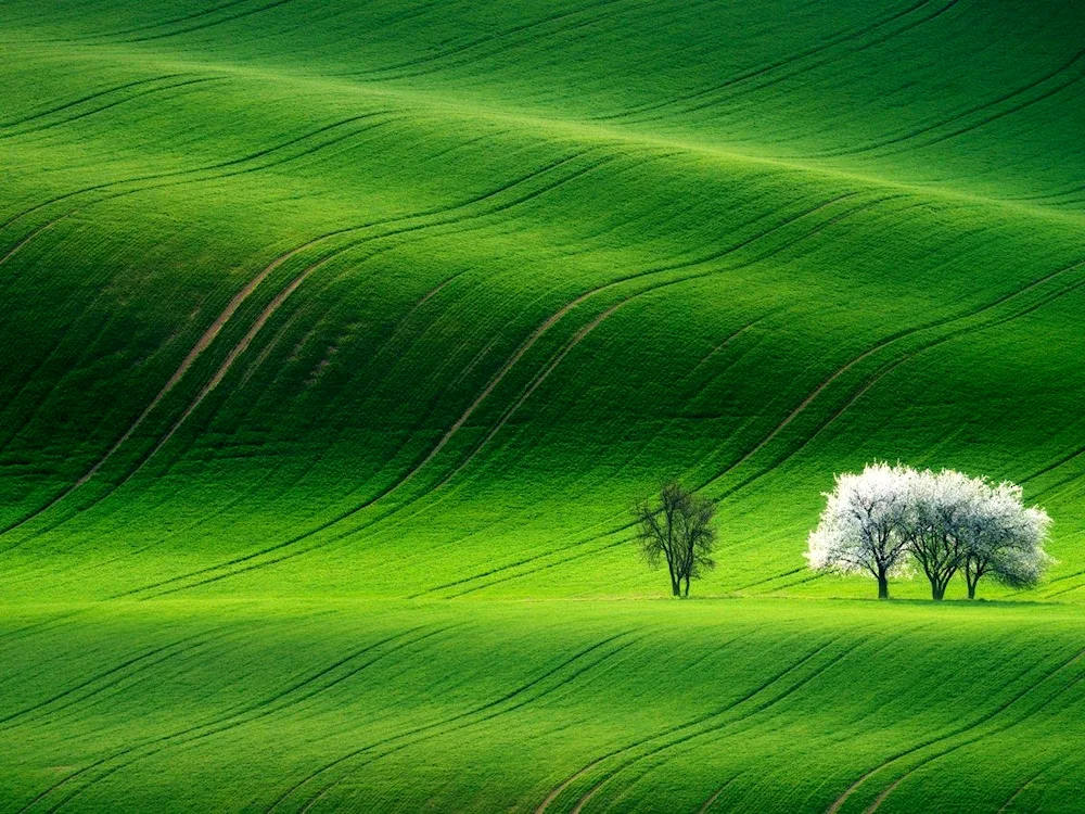 Green flowers