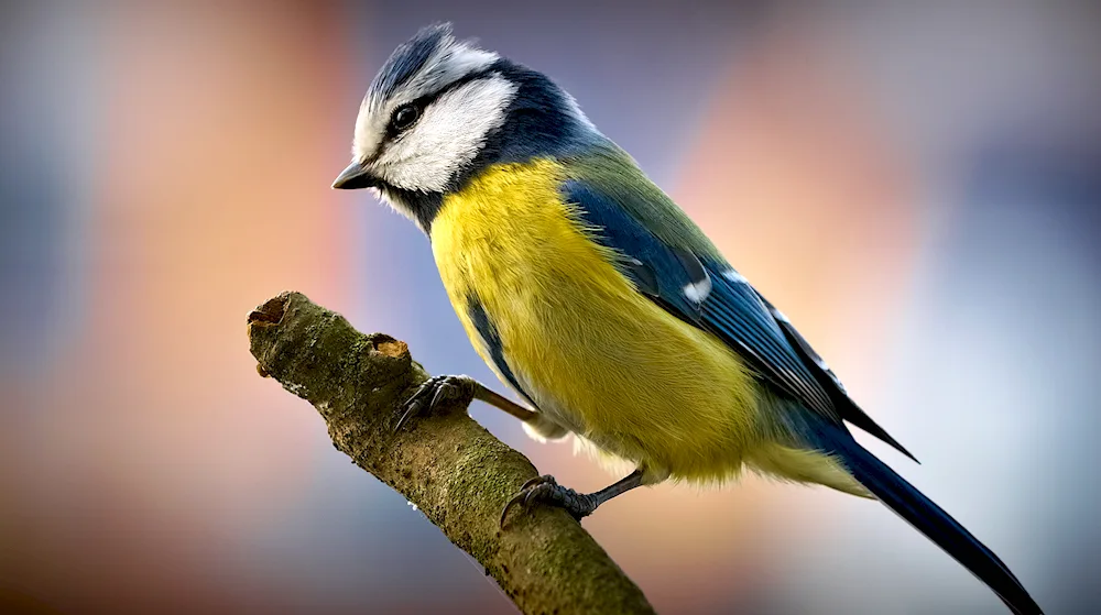 Green-backed tit