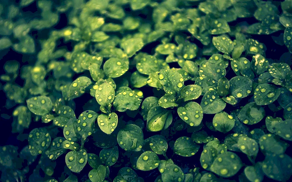 Green wallpaper