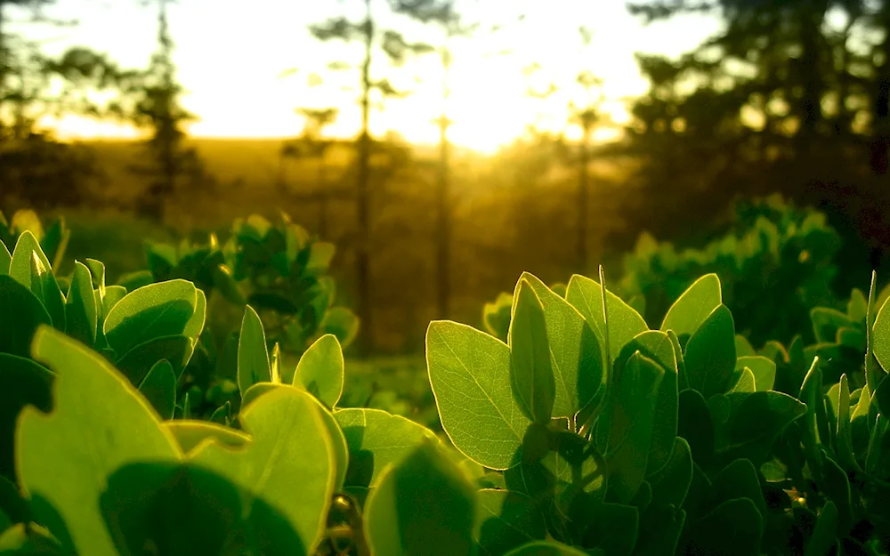 Green plants