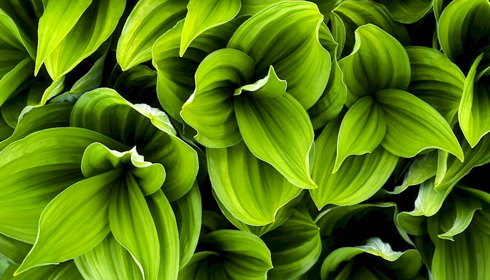 Green flowers