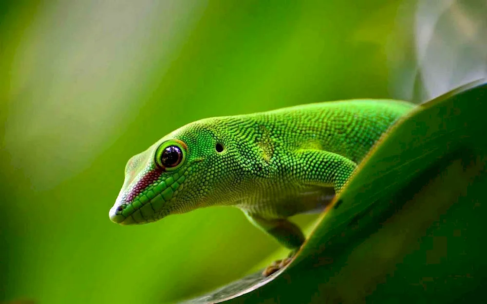 Green anolis lizard