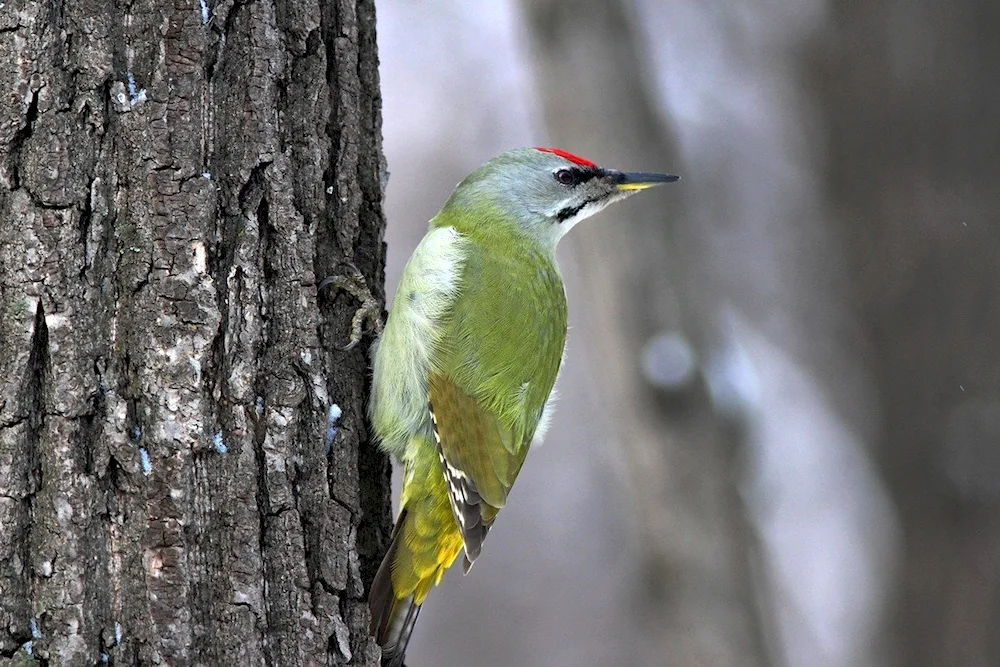 Green woodpecker range