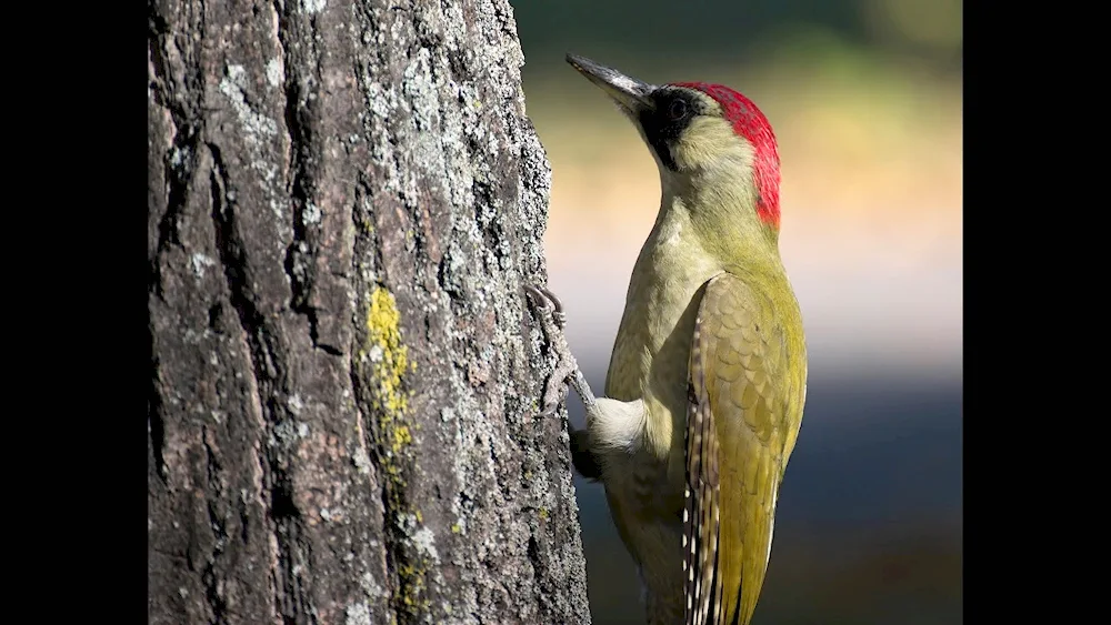 Green Woodpecker