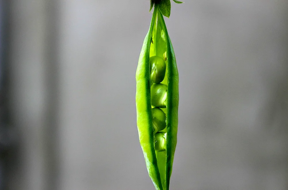 Green pea in pods