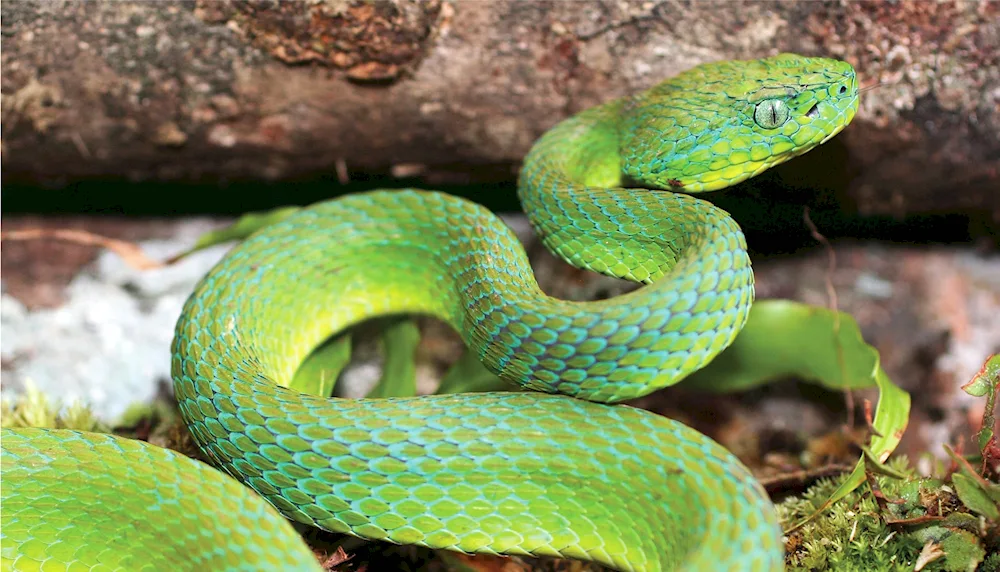 Bush viper Atheris