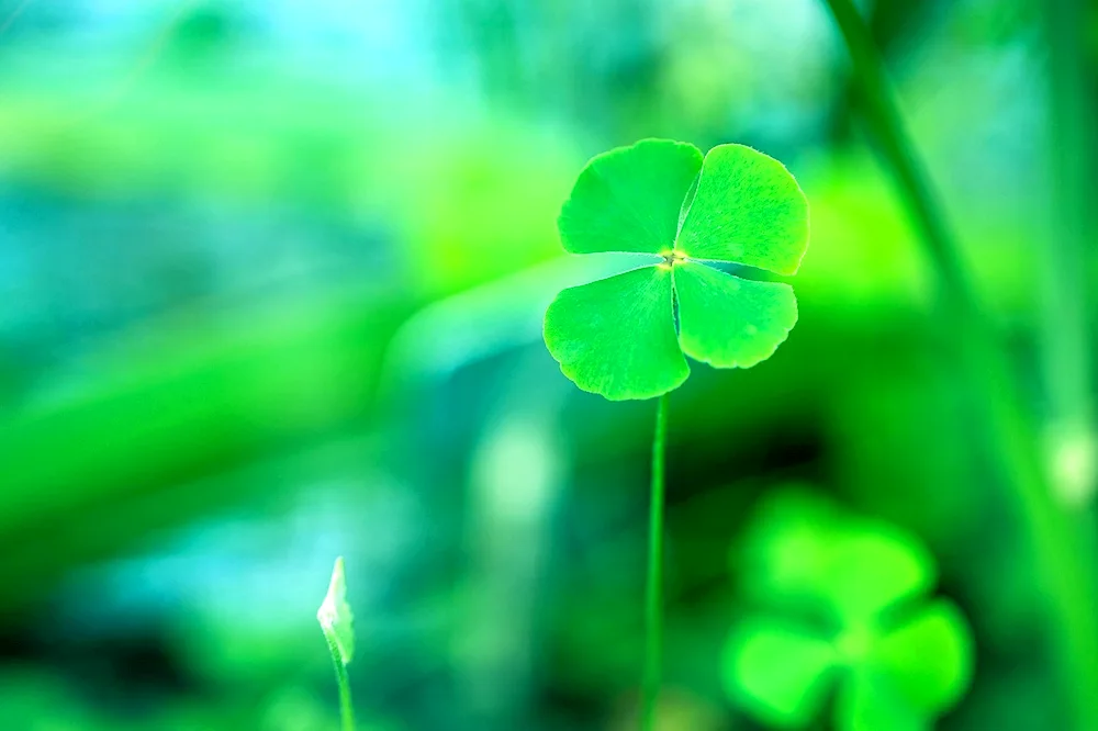 Ireland four-leaf clover