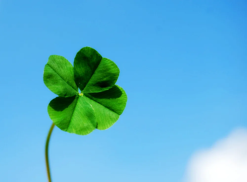 Four-leaf clover good-luck screensavers