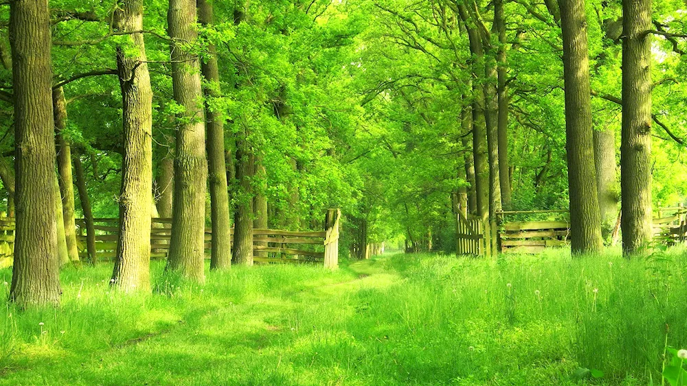 Green nature