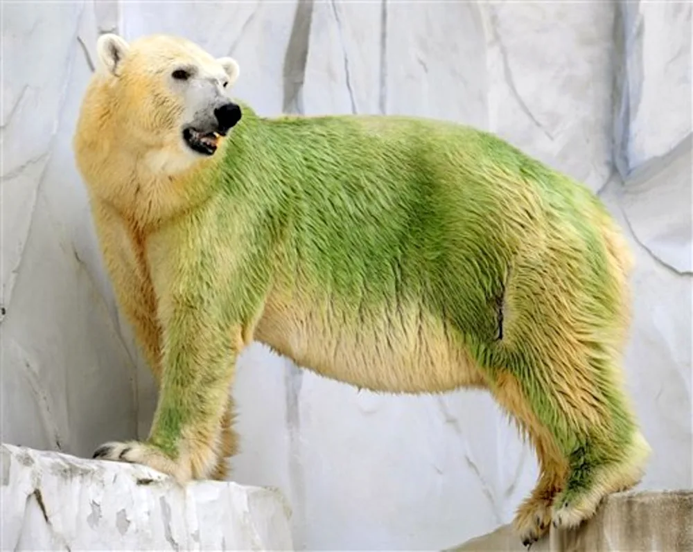 Green bear