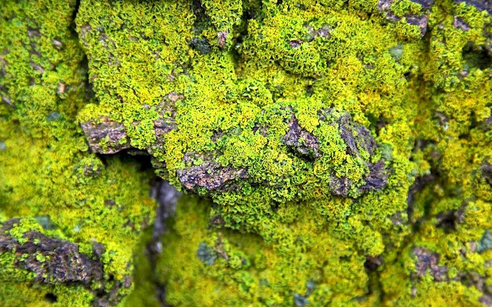 Naptic lichens