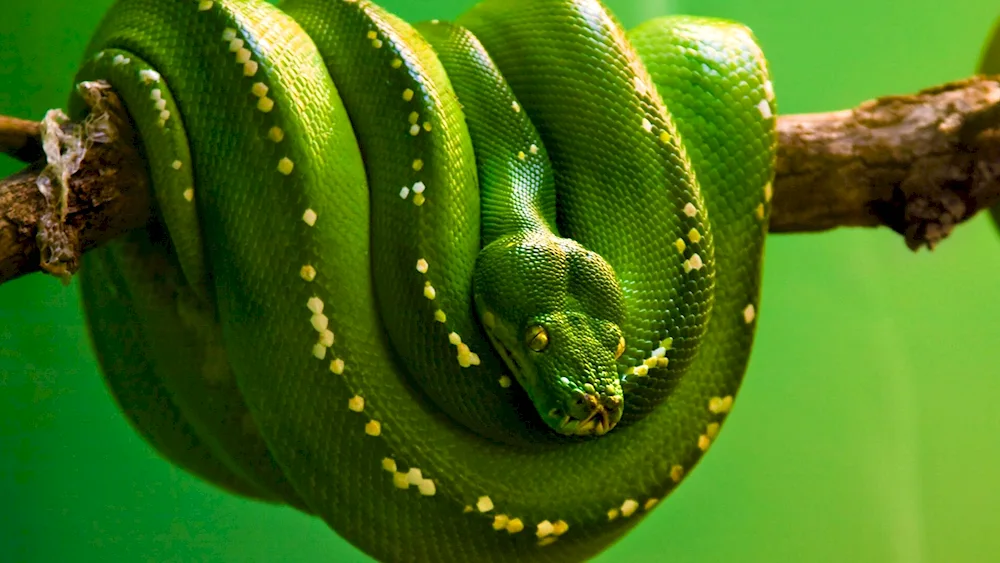 Snake python