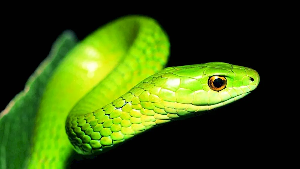 Green banded viper