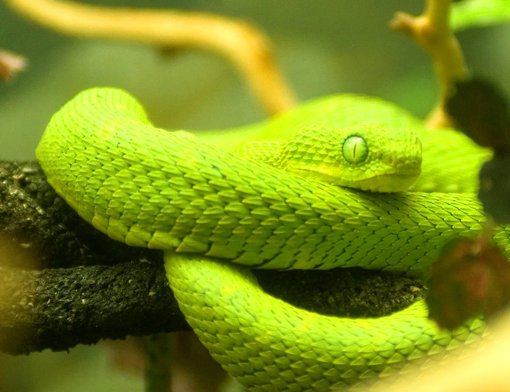 Calliophis bivirgatus