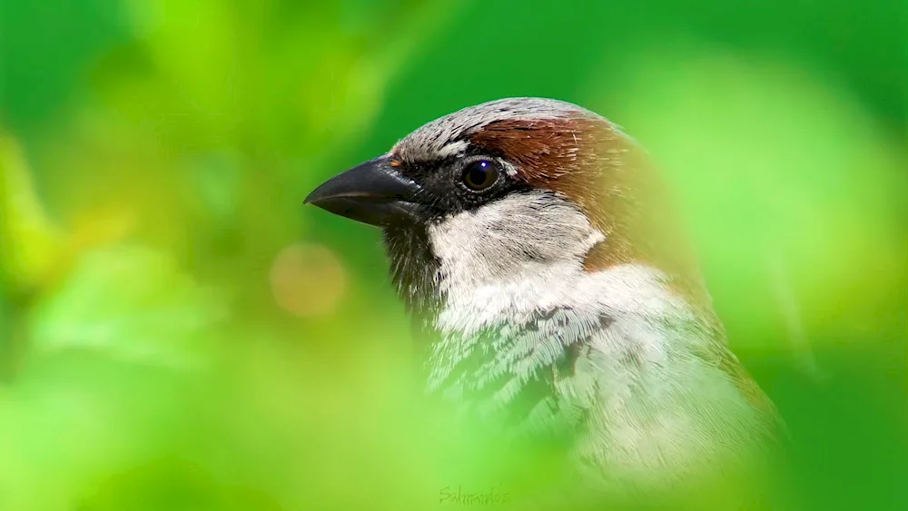 Sparrow on the branch ветке