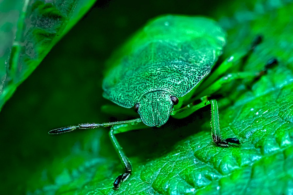 Emerald beetle Leaf beetle